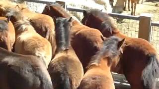 Feira de Garranos em Sistelo