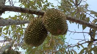 Kebun Durian Ngebel Ponorogo Bulan 2 Siap Siap Panen Raya‼️#durian #tipsberkebun #petanimuda #fruit