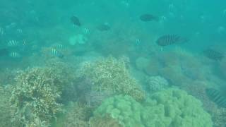 Snorkelling Whitsundays