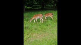 Baby Deer Richmond Park! #shorts