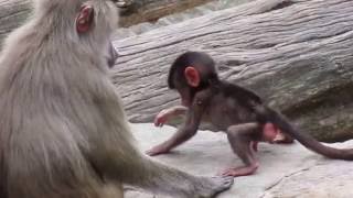 Pavianen in Berliner Zoo