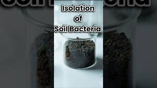 Isolation of Soil Bacteria. #microbiology #bacteria #soil #lablife #microorganisms #science