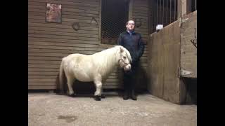 Eslie Woodland and her therapy pony Blanka talk about Cavallos!