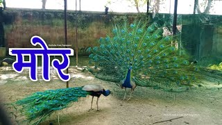 NATIONAL BIRDS PEACOCK राष्ट्रीय पक्षी मोर का सुन्दर नृत्य एक बार देखेंगे अपना जसोल