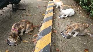 HEAVY LUNCH | CATS EATING | DADA EN FRIENDS | CAT LOVERS |