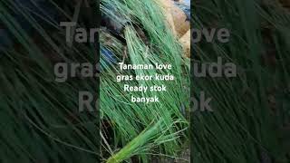 Tanaman hias love gres atau disebut ekor kuda