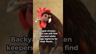 Leghorn Chicken