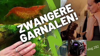 Zwangere vuurgarnalen en meer Vlog 282