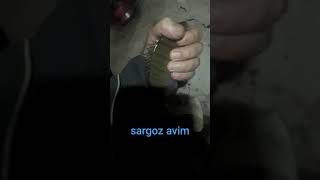 sargoz abi geldi