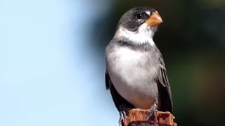 GOLINHO (Sporophila albogularis) brejal,patativa, golado, golinha,coleira garganta branca,papa capim