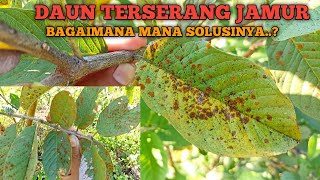 DAUN TERSERANG JAMUR, BAGAIMANA SOLUSINYA..?