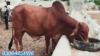 عزیز کیٹل فارم اینڈ پلائی سینٹر حاصل پور Aziz Cattle Farm and Palai Center Hashilpur