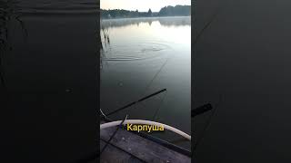 КАРП прёт в камыши!!! #fishing #рыбалка #рыбалканапоплавок #ловля_карася #ловлякарпа #карп