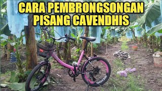 Cara Pembrongsongan Pisang Cavendhis