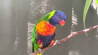 Lorikeets primarily feed on nectar and pollen