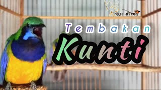 🔴CUCAK CUNGKOK TEMBAKAN KUNTI PANJANG FULL VIDEO SUARA JERNIH