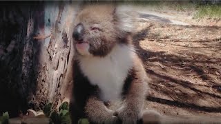 Saving injured koala and giving them a second chance at life | Animal rescue compilation