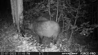 Wild Hogs Scratching/Mežacūkas kasās