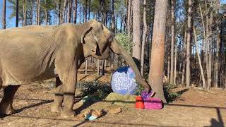 The Elephant Sanctuary | Sissy's 54th Birthday