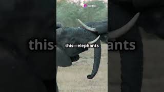 Facts About Elephants!