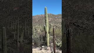 Praise the Lord #psalms96:12 #cactus #saguaro #arizonadesert #fulltimerving #travelingonadventures