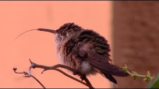 humming with hummingbirds