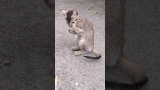 Happy Cat Enjoying Herself