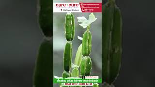 பிரண்டை கீரை பயன்கள் / Care To Cure