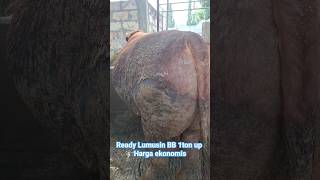 Limisin super jumbo 1ton up #sapisuper #cow #sapi #sapijumbo #sapi1ton #sapilimosin