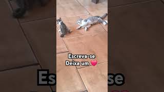 #pets #adote #cat #animal #animalspecies #gatos #adoteumgato #viralvideo