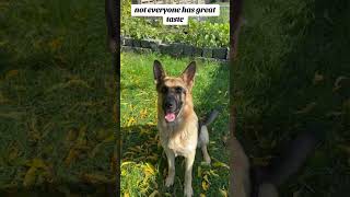 #germanshepherd #doglover #dogshorts #doggo #beautiful #dogvideos #trending #trendingshorts #fyp