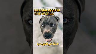 5 illegal dogs in the world/پنج سگ غیر قانونی دنیا