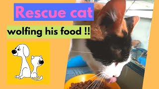 Skinny rescue eats at last! Cat Wolfing his food! #shorts