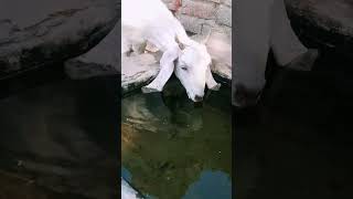 Goats drinking water on pond .#drinking #water#river #trends