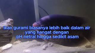 Ikan Gurame Terbesar di Aquarium