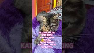 KUCIL PART 58 #anakkucinggemoy #kitten #anakkucinglucuimutgemesin #catlover #videocat #shortvideo