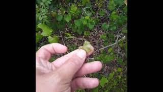 Using Persimmon And Muscadine Leaves In My Water Bottle