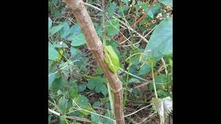 Green Treefrog