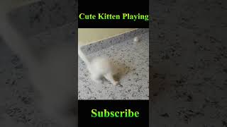 Persian Cat Kitten Playing #Viral #Shorts