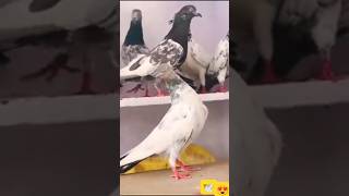 Aasmani highflyer kabootar #shorts #viralvideo #bird #pigeon #nafeespigeon