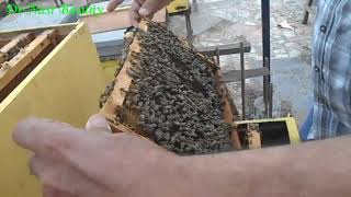 تقسيم خلايا النحل The easiest way to split a bee hive