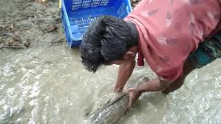 Unbelievable Big Fish catching video by A very smart boy