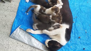 Anak 🐱 kucing kecil (kucil) cimud sudah mulai belajar cari makan sendiri.