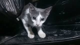 Cute Cat Compilation Part 19