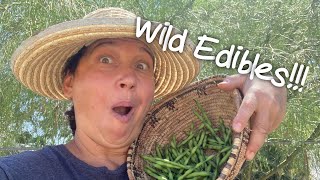 Live Streaming How to Prepare Palo Verde Beans