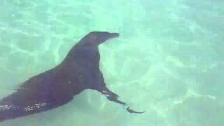 Playful Sea Lion at Tortuga Bay in the Galapagos