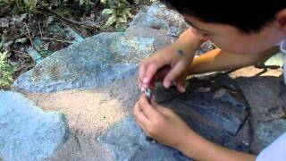 Son Catches a Bluebelly Lizard