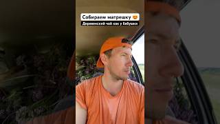 Собираем душицу для травяного чая как у бабушки в деревне #villagelife #деревня