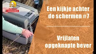 Achter de schermen #7 - Vrijlaten opgeknapte bever