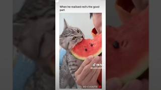 Cute Funny Animals | Small kitten trending videos | Trending Animals Part 2